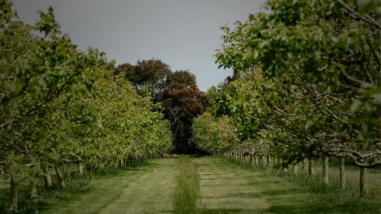 About Coladale Walnuts