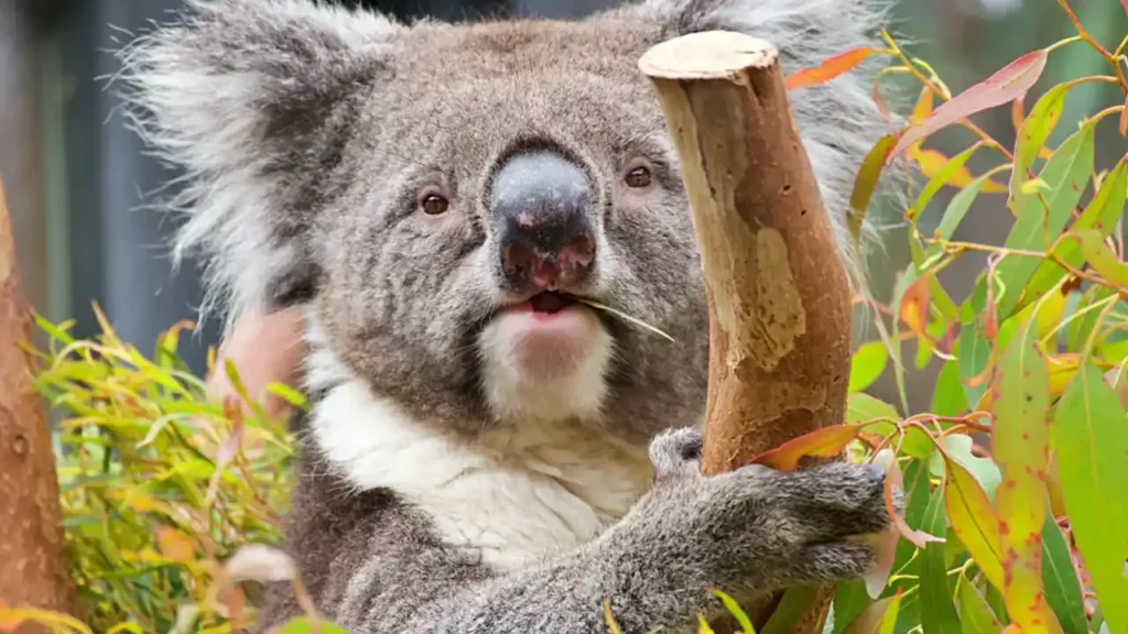 Koalas
