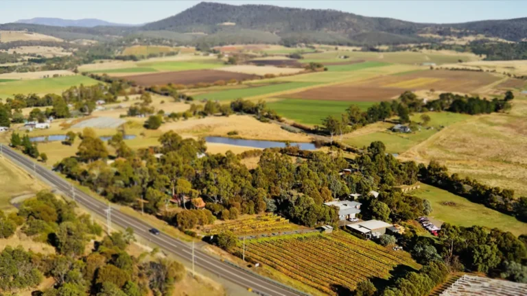 Every-Man-and-His-Dog-Vineyard-Richmond