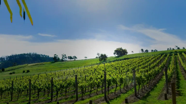 Uplands Vineyard Banner