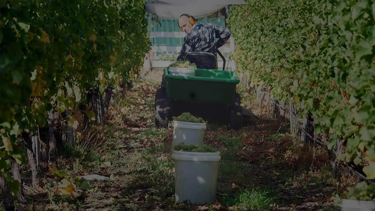 Wobbly Boot Vineyard