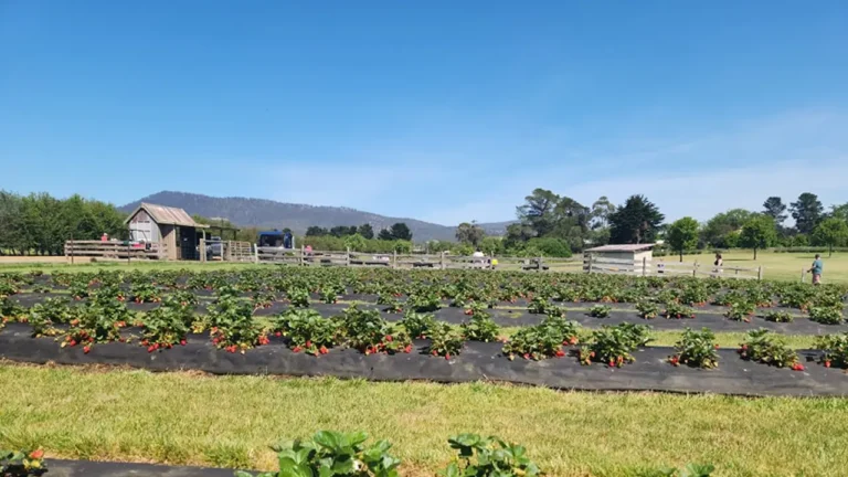 littlewood berry farm banner