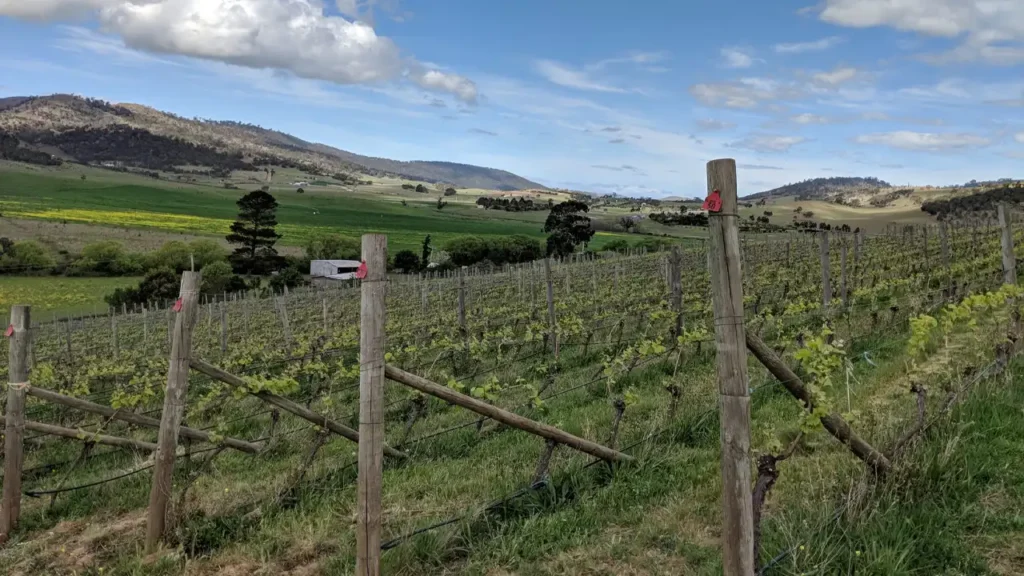 merriworth wines vineyard